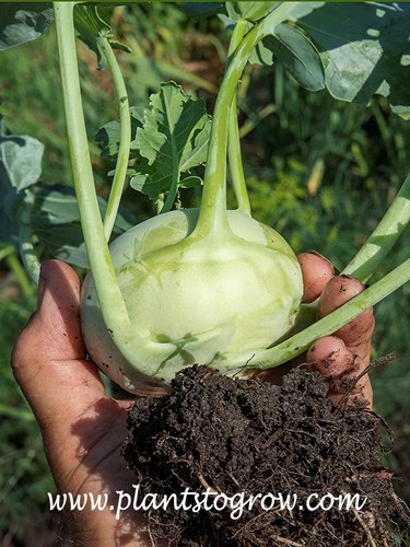 Terek Kohlrabi